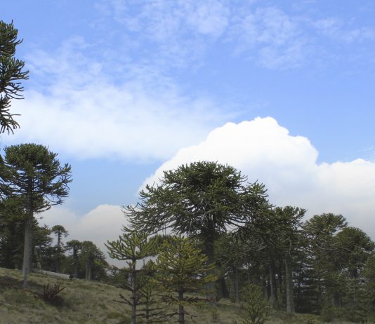 Análisis: Sequía, escasez hídrica y vegetación | (CR)2