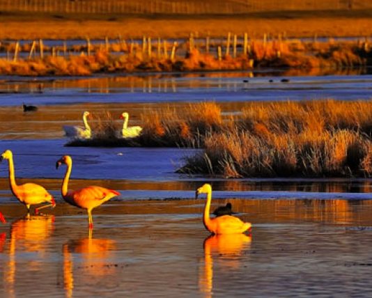«Fallos judiciales escuchan por primera vez la voz de los humedales» por Verónica Delgado y Rodrigo Figueroa