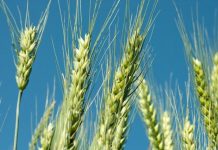 En la prensa: Impacto de la sequía en la agricultura