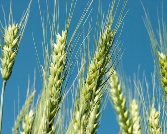 En la prensa: Impacto de la sequía en la agricultura