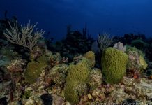 Los desafíos para salvar los océanos en 2020 (RPP)