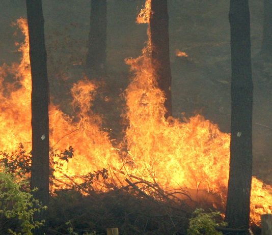Informe sobre incendios forestales augura eventos más extremos para el país (Panorama UdeC)