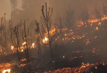 Policy brief (CR)2: Identificando la interfaz urbana-rural en Chile: condiciones que determinan el mayor riesgo de incendios