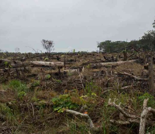 En la prensa: Día del clima y las lecciones ambientales que deja el coronavirus
