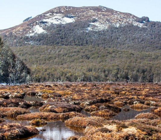 Turberas de la Patagonia: El ecosistema de más de 18 mil años que es clave para alcanzar la carbono neutralidad (La Tercera)