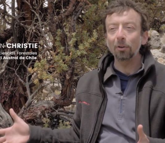 Memorias de árboles: La Queñoa en la educación ambiental (Canal 13c)