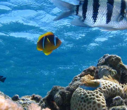 Pabellón de Chile en la COP28 destaca su esfuerzo para combatir el cambio climático (El Mercurio)