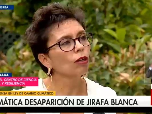 Cazadores asesinaron a dos de las únicas tres jirafas blancas que quedaban en el mundo (Chilevisión)