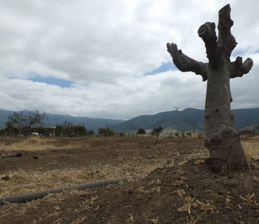 Petorca: Vivir la pandemia en medio de la peor sequía en 700 años (La Tercera)