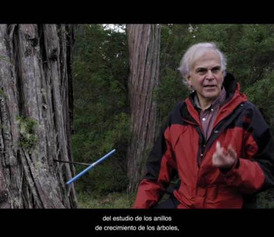 Tráfico ilícito: Alerce (La Red)