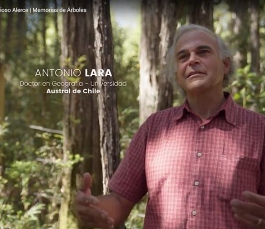 Memorias de Árboles: El milenario y grandioso Alerce Memorias de Árboles (Canal 13C)