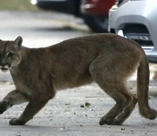 Multiple Cougars Seen Wandering the Streets of Santiago Amid Coronavirus Lockdown (Ecowatch)