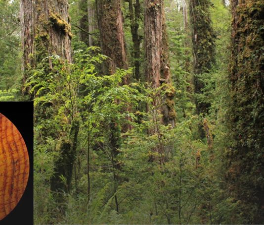 Análisis: Reconstruyendo los últimos 5.000 años de la historia climática del hemisferio sur | (CR)2