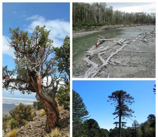 Instituto de Conservación, Biodiversidad y Territorio se adjudica proyectos del programa FONDECYT Regular (Diario UACh)