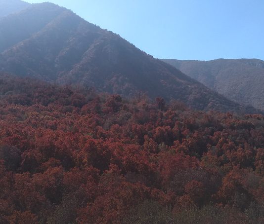 Análisis: Pérdida del verdor en el bosque de la zona central de Chile | (CR)2