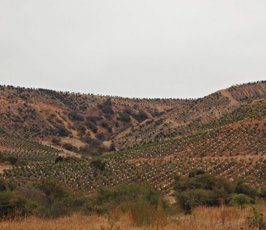 Científicos apoyan dictamen de Contraloría que declara ilegal convertir bosques nativos en terrenos agrícolas (El Desconcierto)