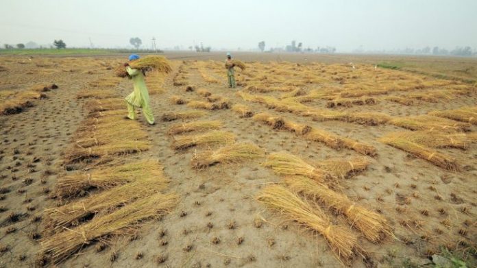 Changes-in-precipitation-expected-to-impact-vital-crops-worldwide-730x410