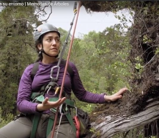 Memorias de Árboles: El aporte del Alerce a su entorno (Canal 13C)