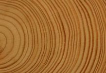 Científicos chilenos utilizan árboles para crear un “atlas de sequía” de los últimos 600 años en el país y Sudamérica (La Tercera)