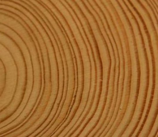 Científicos chilenos utilizan árboles para crear un “atlas de sequía” de los últimos 600 años en el país y Sudamérica (La Tercera)