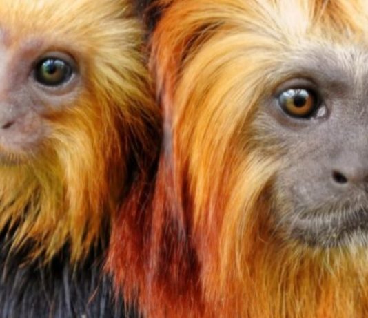 Día Mundial del Clima y la Adaptación al Cambio Climático: las lecciones del coronavirus (Mongabay Latam)