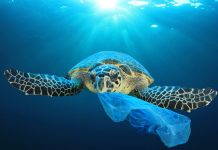 Global Cooperation for the Environment: Policy, Technology, and Community Action (New Security Beat)