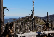 Llamado a realizar tesis o práctica en el Proyecto de Investigación “Mapeo Semiautomático de Cicatrices Históricas de Incendios”