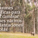 bosques_plantaciones