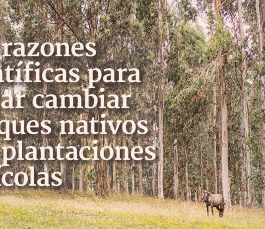 Las razones científicas para evitar cambiar bosques nativos por plantaciones agrícolas (Diario Financiero)