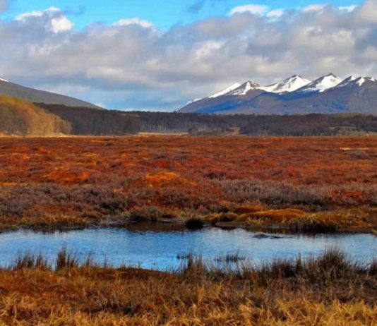 Las turberas, una pieza natural indispensable para la lucha contra la crisis climática (CNN Chile)