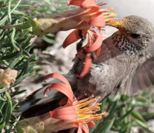 Megasequía y cambio climático impactan polinización de la flora cordillerana (El Mercurio)