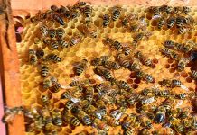 Cambio climático sería el principal responsable de la caída en la producción de miel en colmenas chilenas (Diario Financiero)