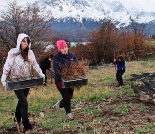 Los desafíos que tiene Chile para lograr restaurar un millón de hectáreas en menos de diez años (El Mercurio)