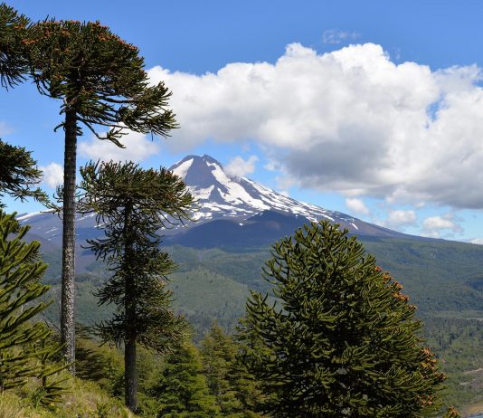 Compras verdes: el apetito de los fondos internacionales por los bosques chilenos (América Economía)