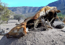 Emergencia Climática por sequía: medidas que requieren de facultades extraordinarias que no existen (El Mostrador)