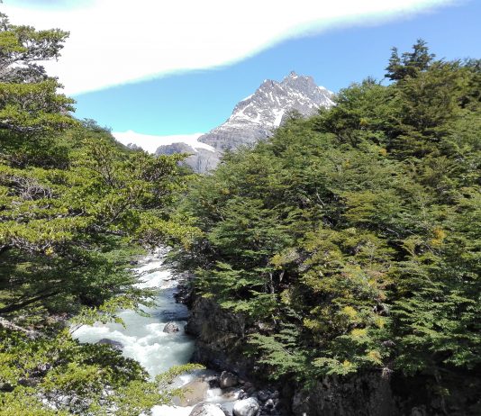 Declaración Pública “Llamado urgente a suspender el uso de Especies Exóticas para la forestación dirigida a la captura de carbono en la Patagonia chilena”