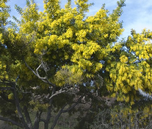 Análisis (CR)2 | Con el estanque (casi) vacío y cuesta arriba