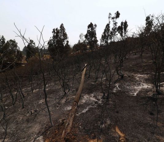 «Cambio de uso de suelo posincendio: un incentivo perverso para la eliminación de bosques nativos» por Fernanda Salinas, Alejandro Miranda y Vicente Urrutia