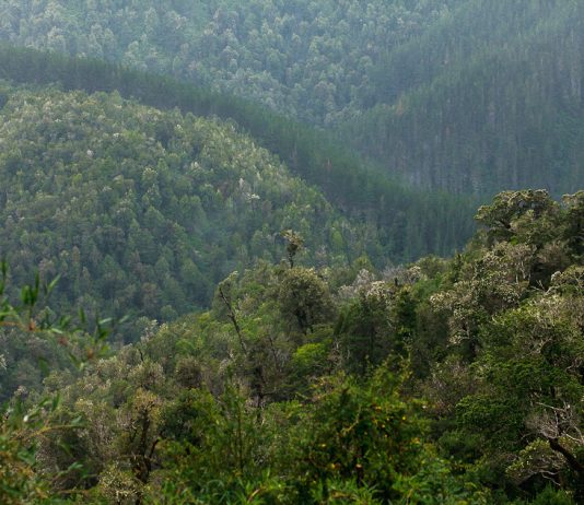 Reforestar con especies nativas: la propuesta para mitigar la falta de agua en las cuencas por sequía (El Desconcierto)