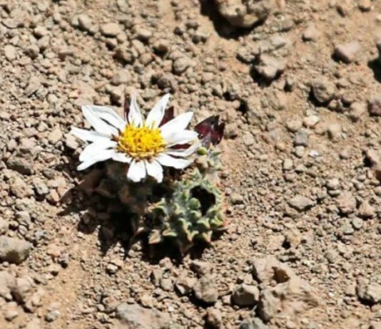 Sobre lenguaje y gobernanza: una mirada al Cambio Climático (La Segunda)