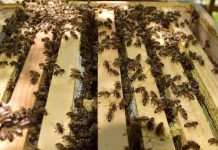 Investigadores crearán sistema de apoyo a producción de miel que fomenta adaptación al cambio climático en rubro apícola (G5 Noticias)