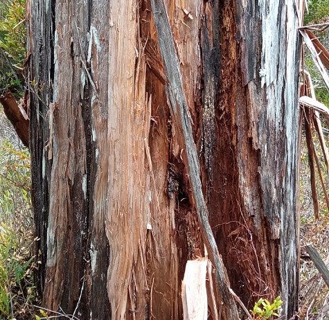 Daño a alerces en Parque Nacional preocupa a investigadores de la UACh (Noticias Facforen UACh)