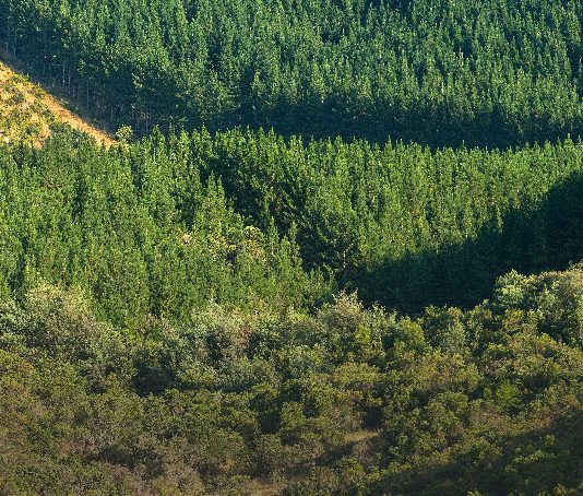 Policy brief (CR)2 | Aumento de los caudales de ríos y arroyos mediante la restauración del bosque nativo en la zona centro-sur de Chile