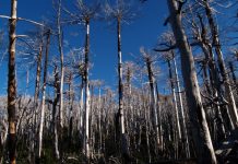 En la prensa: Incendios forestales