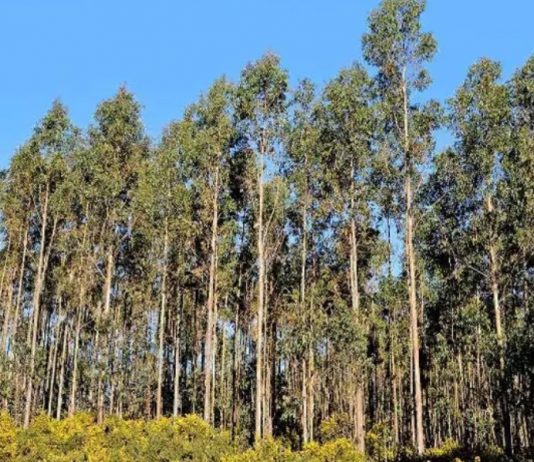 Es necesario regular la expansión desmedida del eucalipto en el bosque chileno (El Mercurio)