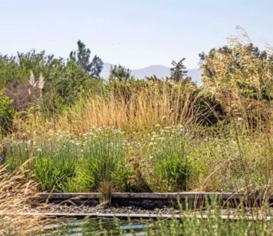 Adiós al pasto: frente a la escasez de agua, los expertos invitan a repensar los jardines (El Mercurio)