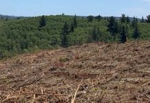 Qué son los monocultivos (Mala Espina)