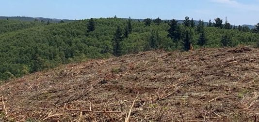 Qué son los monocultivos (Mala Espina)