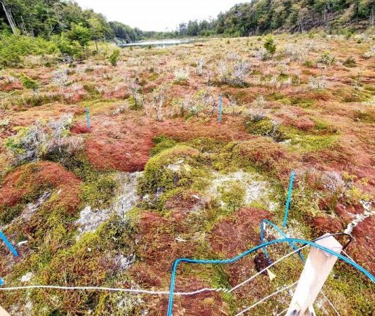 Científicos de la UMAG y Politécnico de México trabajan en Puerto Williams en proyecto de Cambio Climático (Ovejero Noticias)