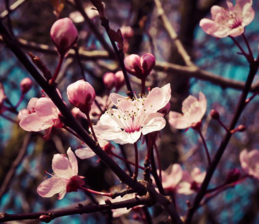 Especialistas realizan positivo balance de las precipitaciones invernales en el marco la megasequía (El Mostrador)